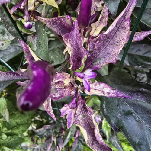 DreamCatcher Dwarf x Maya X Yellow Calypso Orange F6