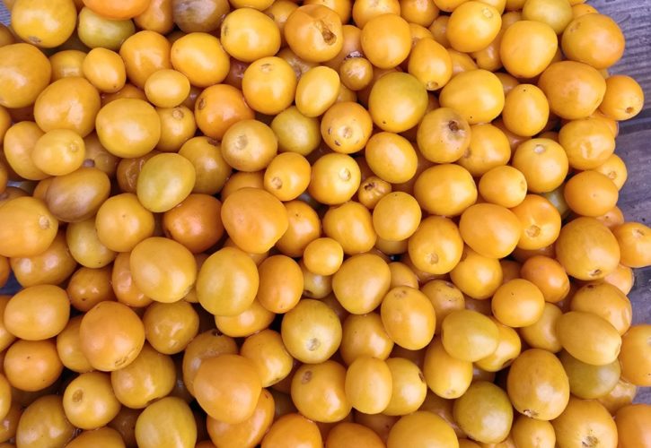 Chiltepin Amarillo Chilli Seeds