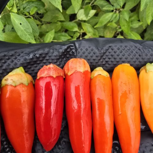 F3 Uchu Creme x Candlelight Mutant x Maya Purple Passion x Bleeding Rawit White x Oda