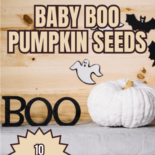 Baby Boo Pumpkin Seeds