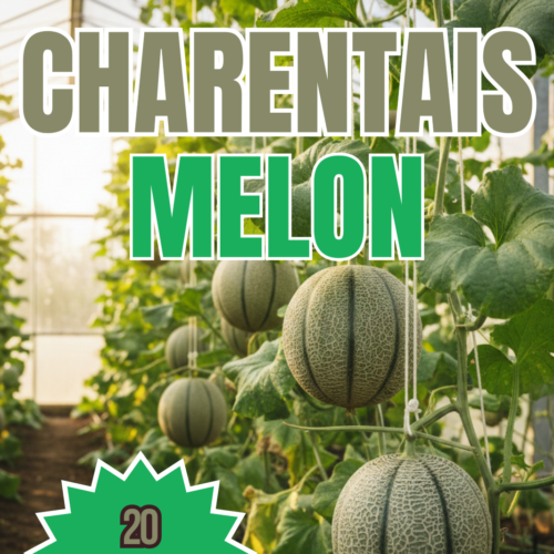 Charentais Melon Seeds