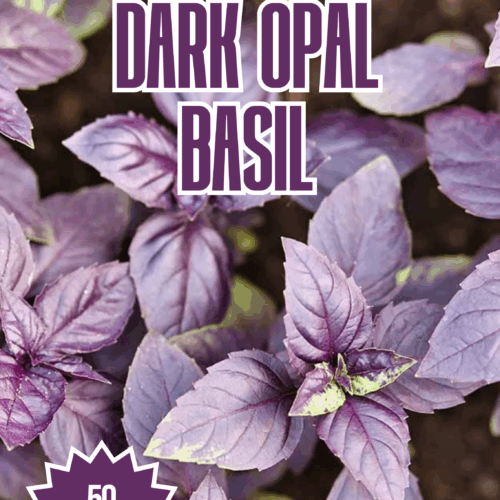Dark Opal Basil Seeds