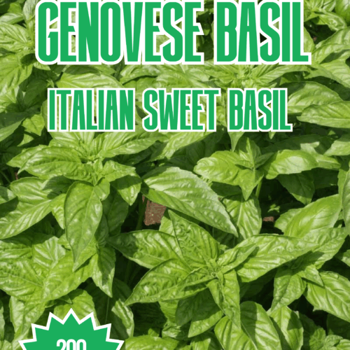 Genovese Basil Seeds