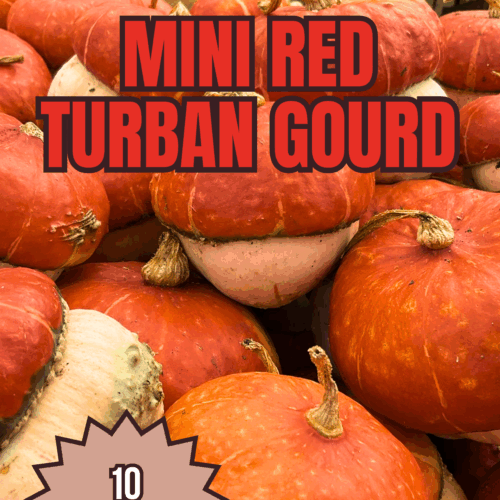 Mini Red Turban Gourd Seeds