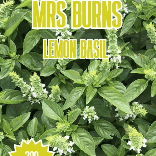 Mrs Burns Lemon Basil Seeds