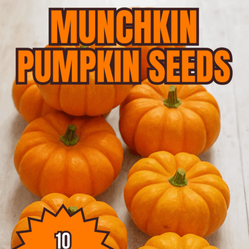 Munchkin Pumpkin Seeds