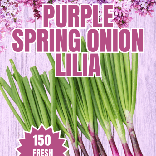 Purple Lilia Spring Onion Seeds