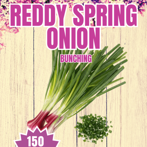 Reddy Spring Onion Seeds