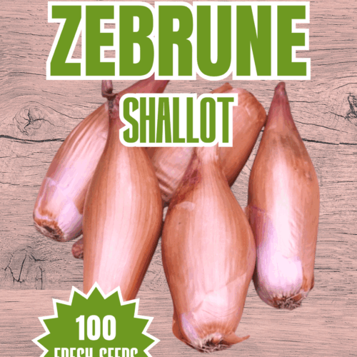 Zebrune Shallot Seeds