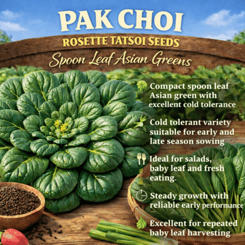 Pak Choi Rosette Tatsoi Seeds
