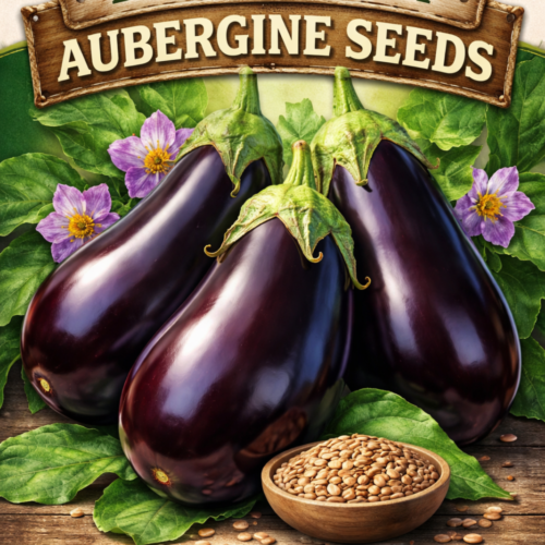 Black Beauty Aubergine