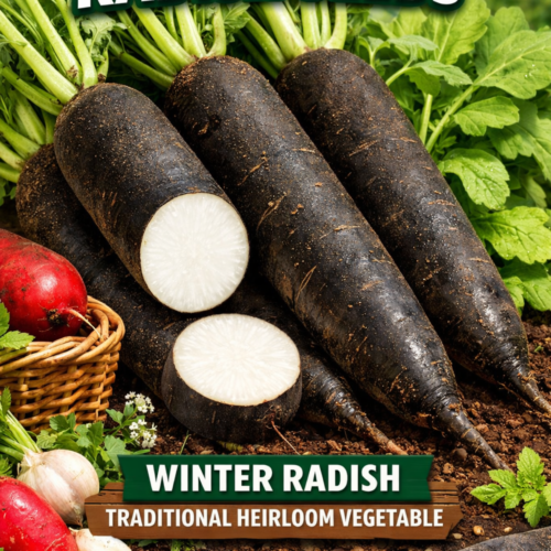 Black Spanish Long Radish Seeds