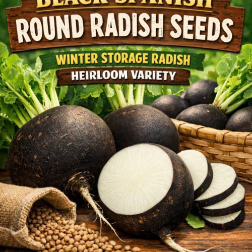 Black Spanish Round Radish Seeds