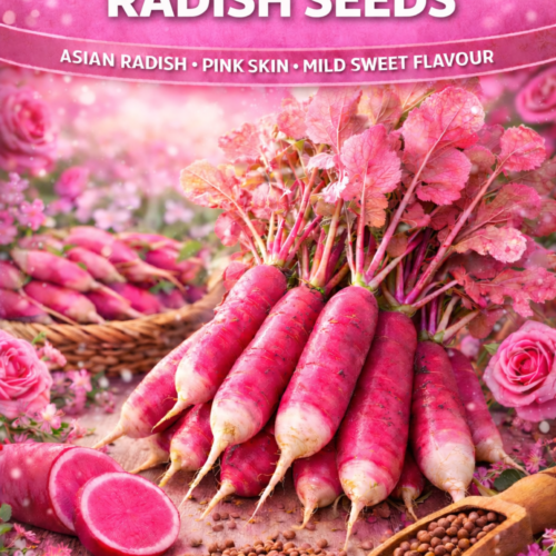 China Rose Radish Seeds
