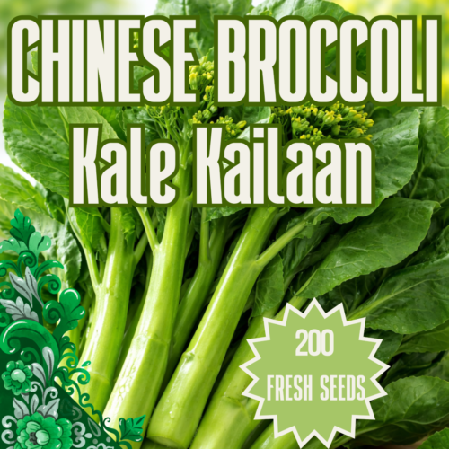 Chinese Broccoli Seeds (Kale Kailaan / Gai Lan)