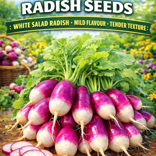 Diana Radish Seeds