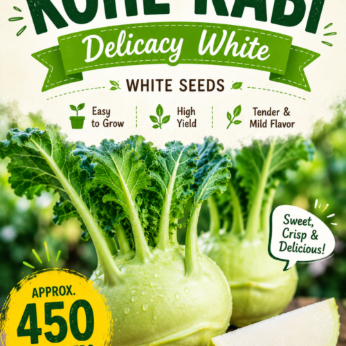 Kohl Rabi Delicacy White Seeds