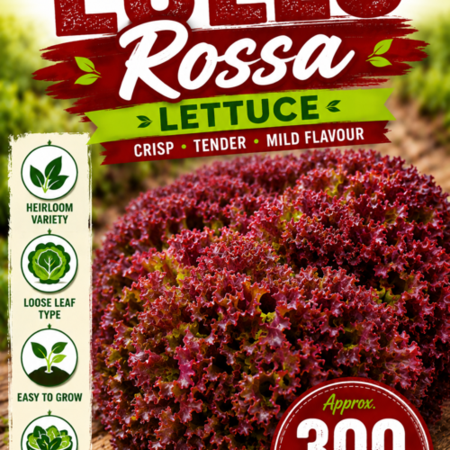 Lollo Rossa Lettuce Seeds