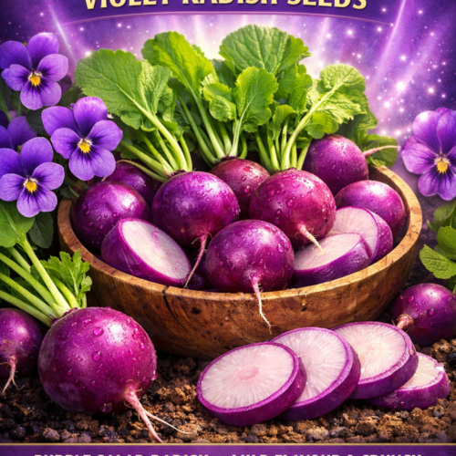 Malaga Violet Radish Seeds