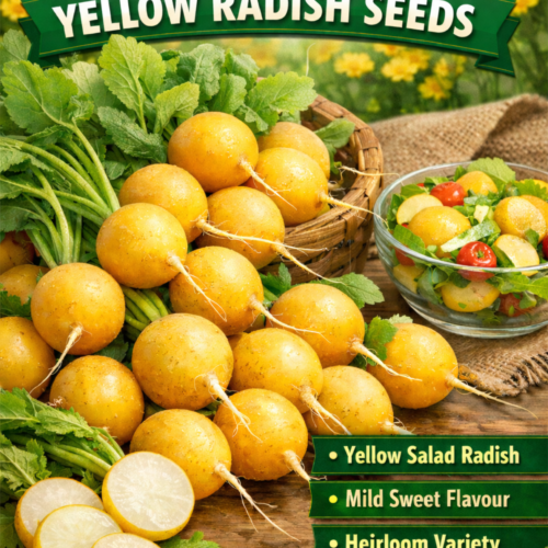 Radish Zlata Yellow Seeds