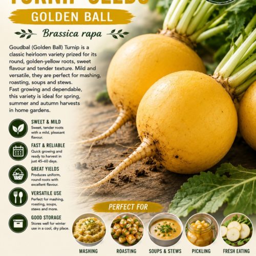 Golden Ball Turnip Seeds