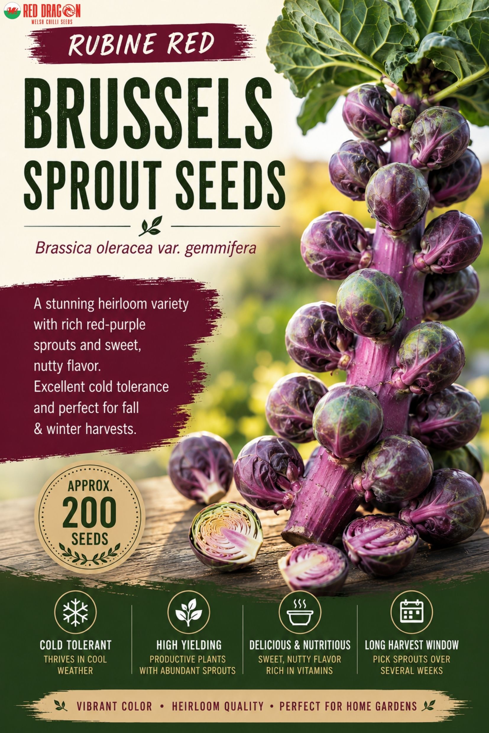 Rubine Red Brussels Sprout Seeds