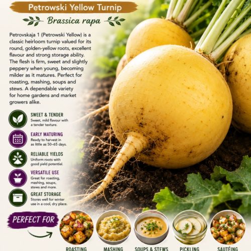 Petrowski Yellow Turnip Seeds