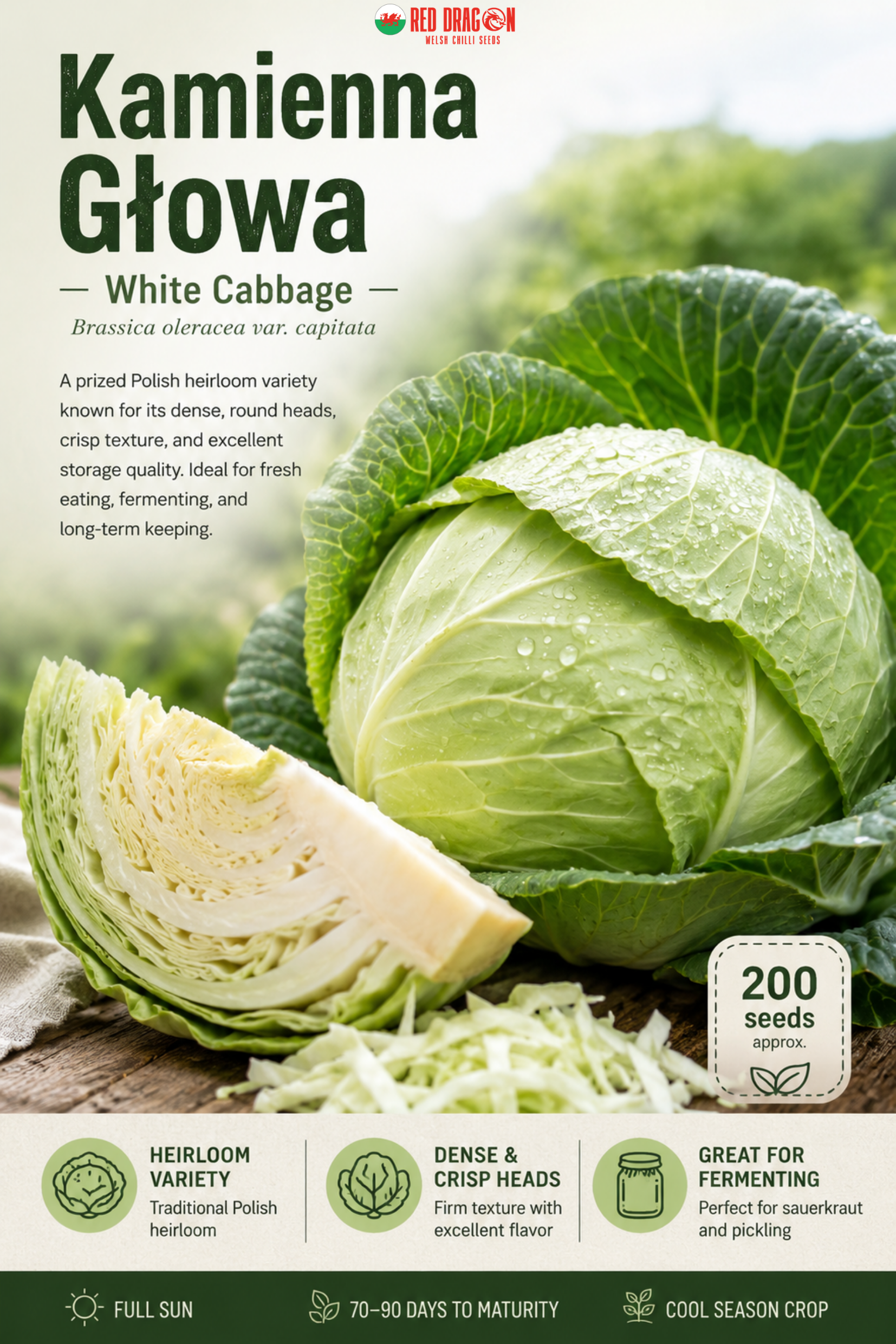 Kamienna Glowa Stone Head White Cabbage Seeds