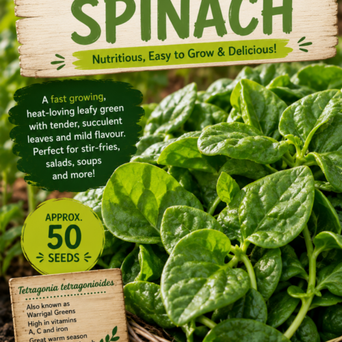 New Zealand Spinach Seeds