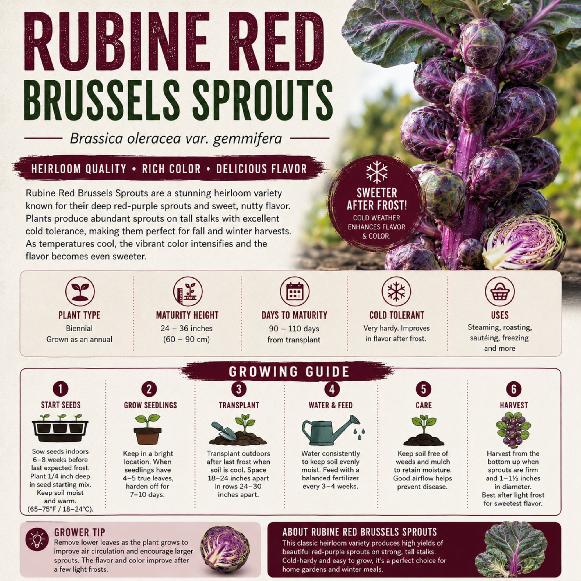 Rubine Red Brussels Sprout Seeds - Image 2