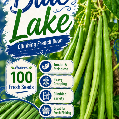 Blue Lake Climbing French Bean Seeds