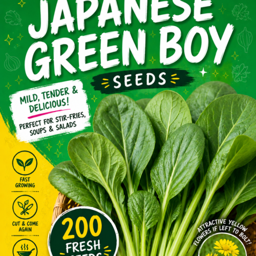 Komatsuna Japanese Green Boy Seeds