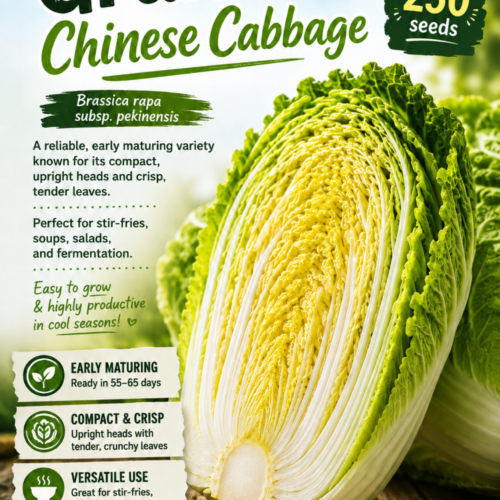 Granaat Chinese Cabbage Seeds