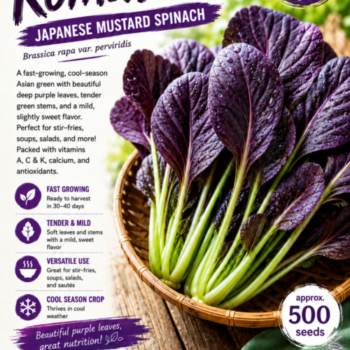 Purple Komatsuna Seeds