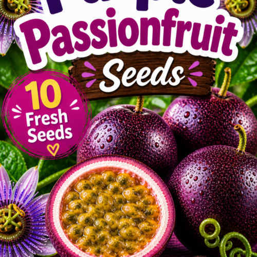 Purple Passionfruit Seeds