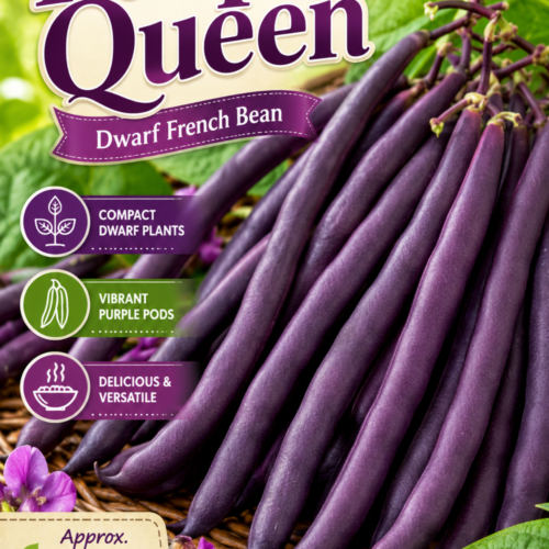 Purple Queen Dwarf French Bean Seeds