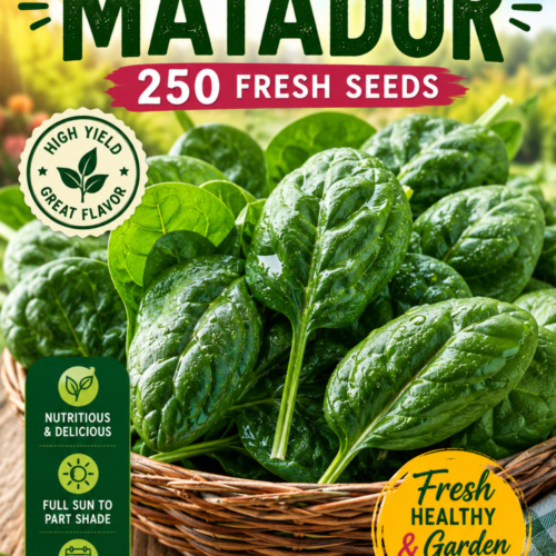 Spinach Matador Seeds