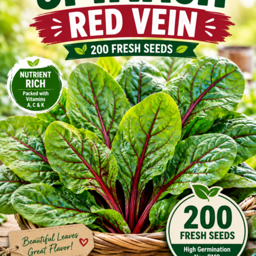 Spinach Red Vein Seeds