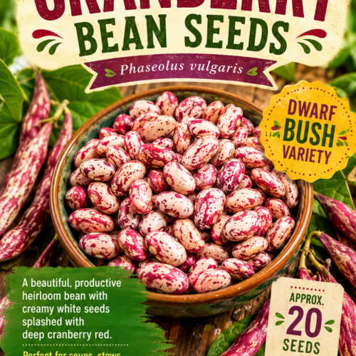 Cranberry Bean Seeds