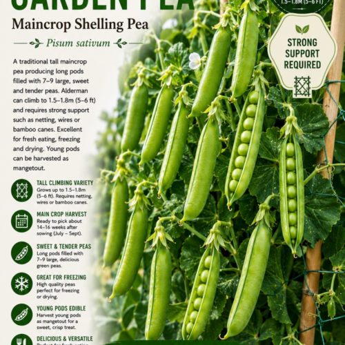 Alderman Garden Pea Seeds