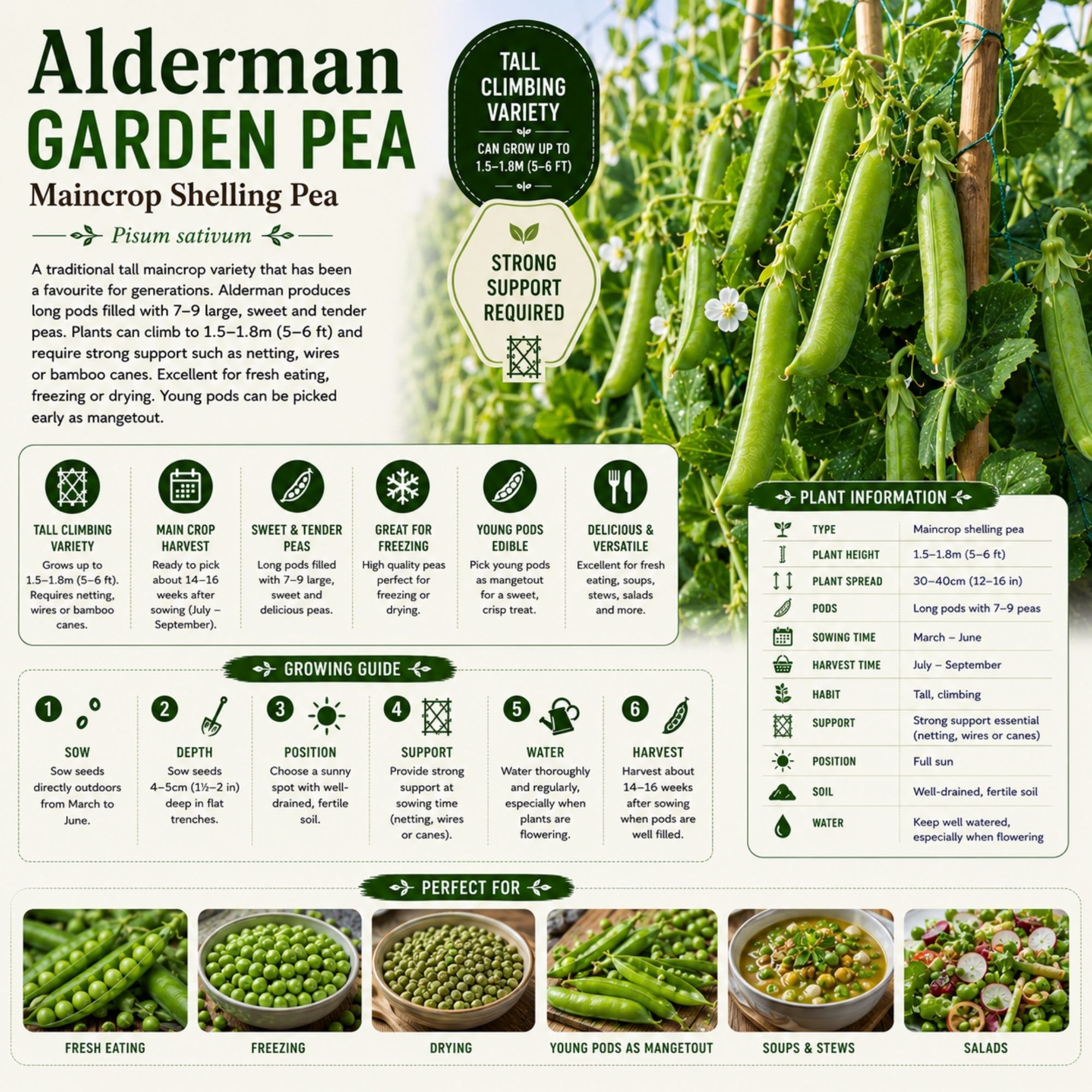 Alderman Garden Pea Seeds - Image 2