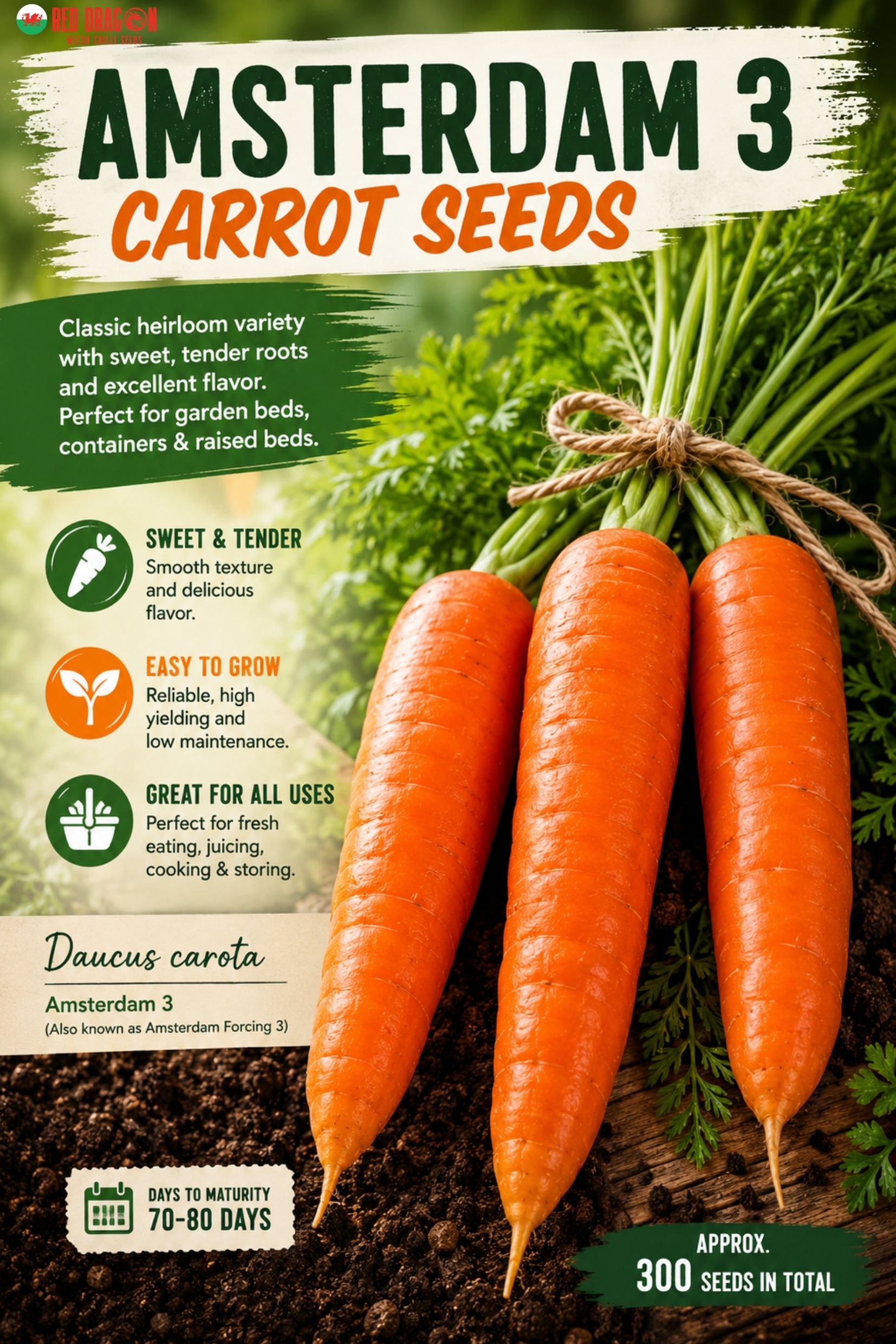 Amsterdam 3 Carrot Seeds