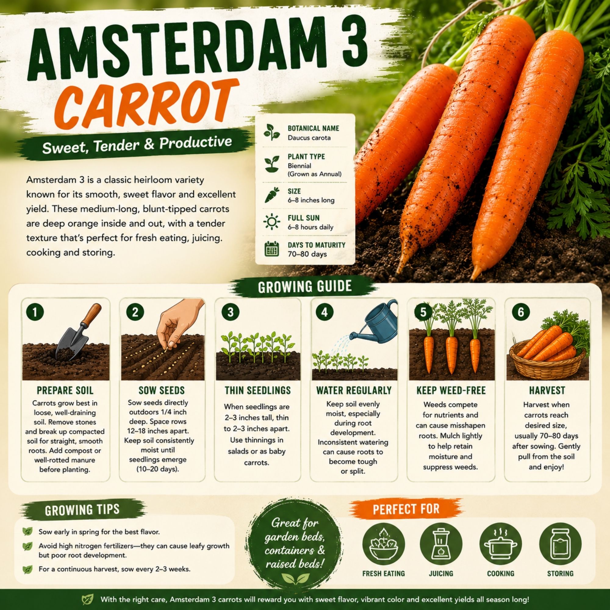 Amsterdam 3 Carrot Seeds - Image 2