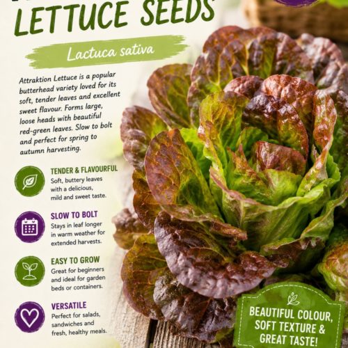 Attraktion Lettuce Seeds