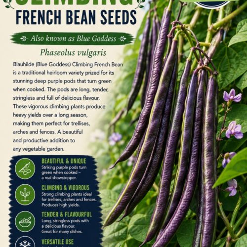 Blauhilde Climbing French Bean Seeds