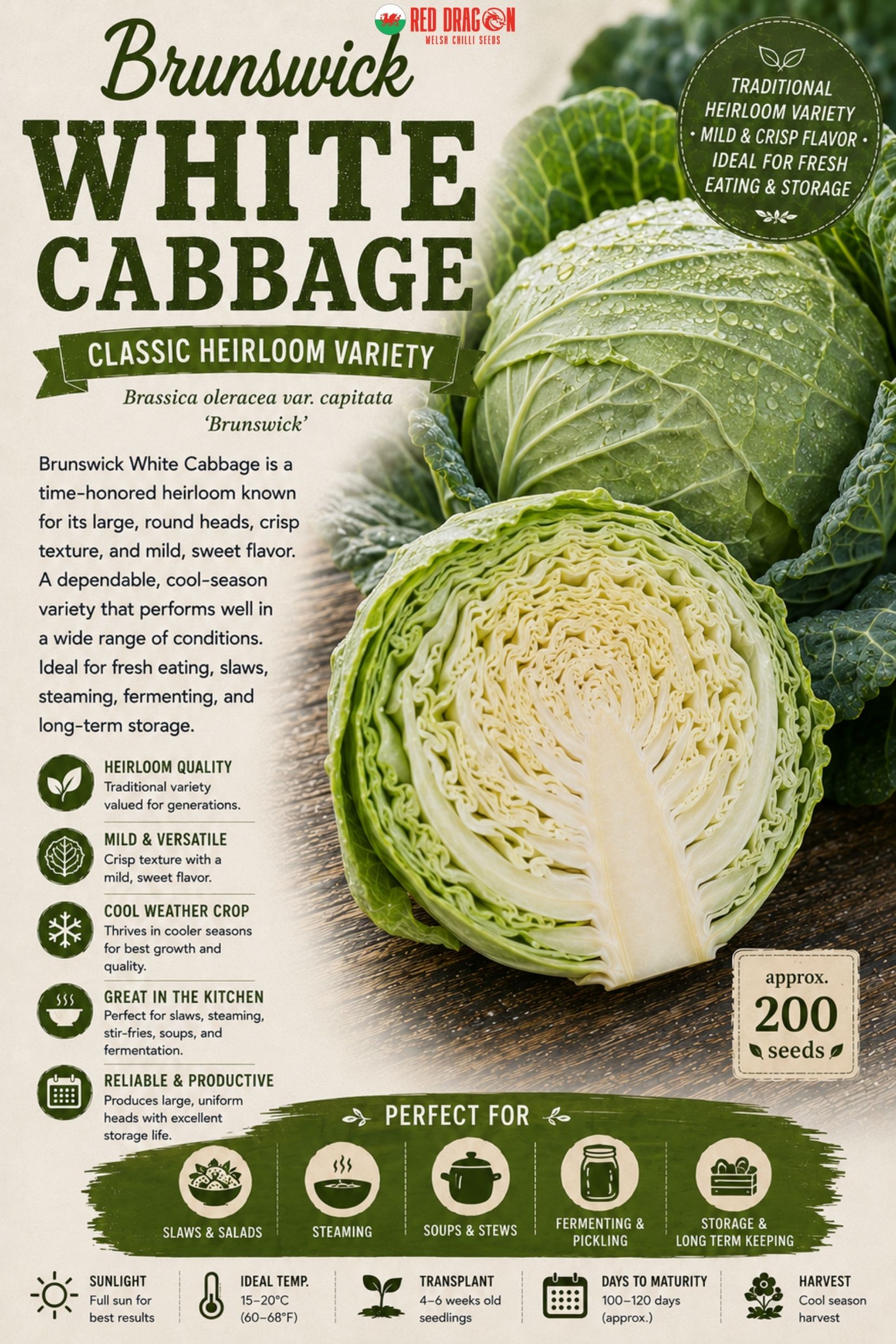 Brunswick White Cabbage Seeds