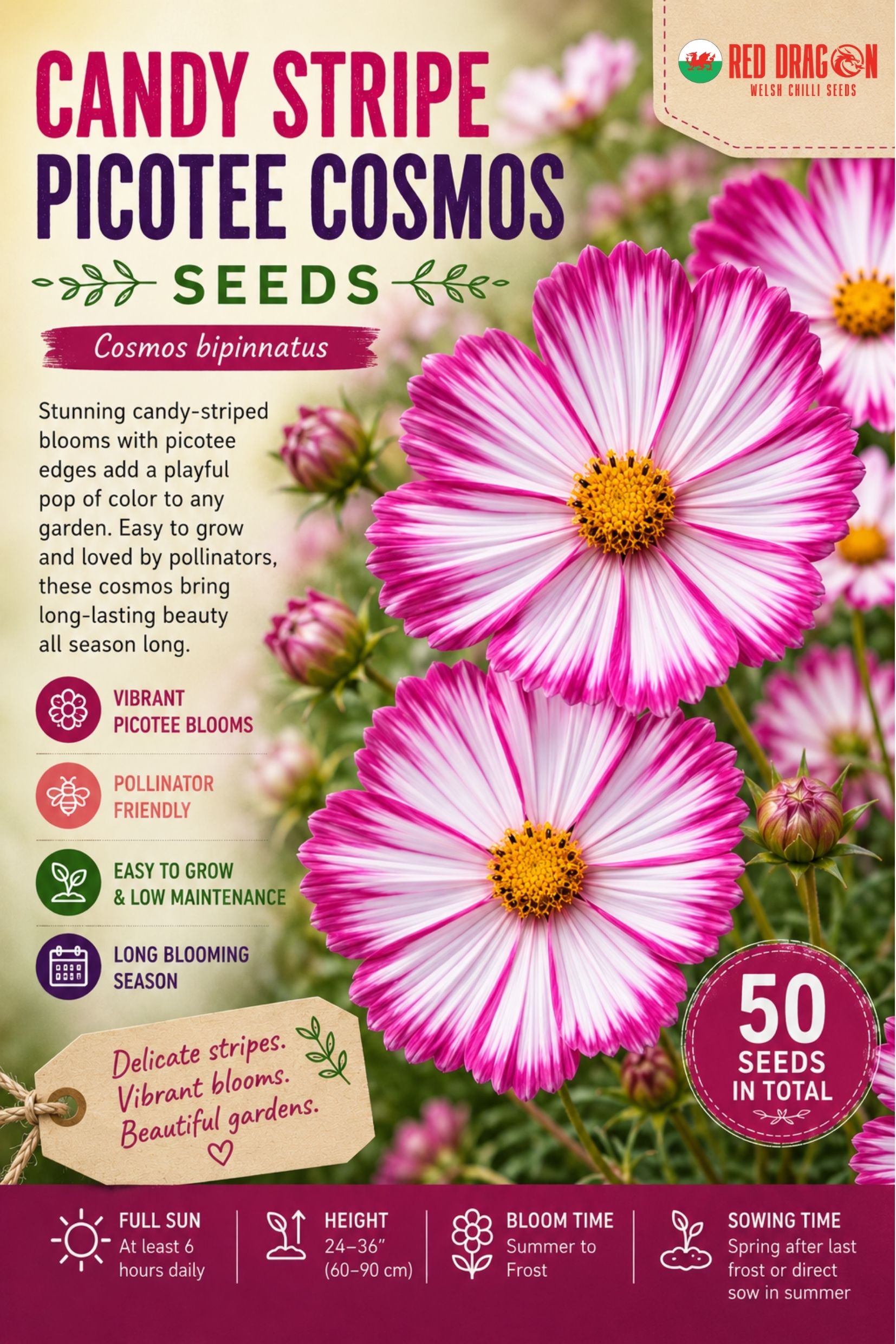Candy Stripe Picotee Cosmos Seeds