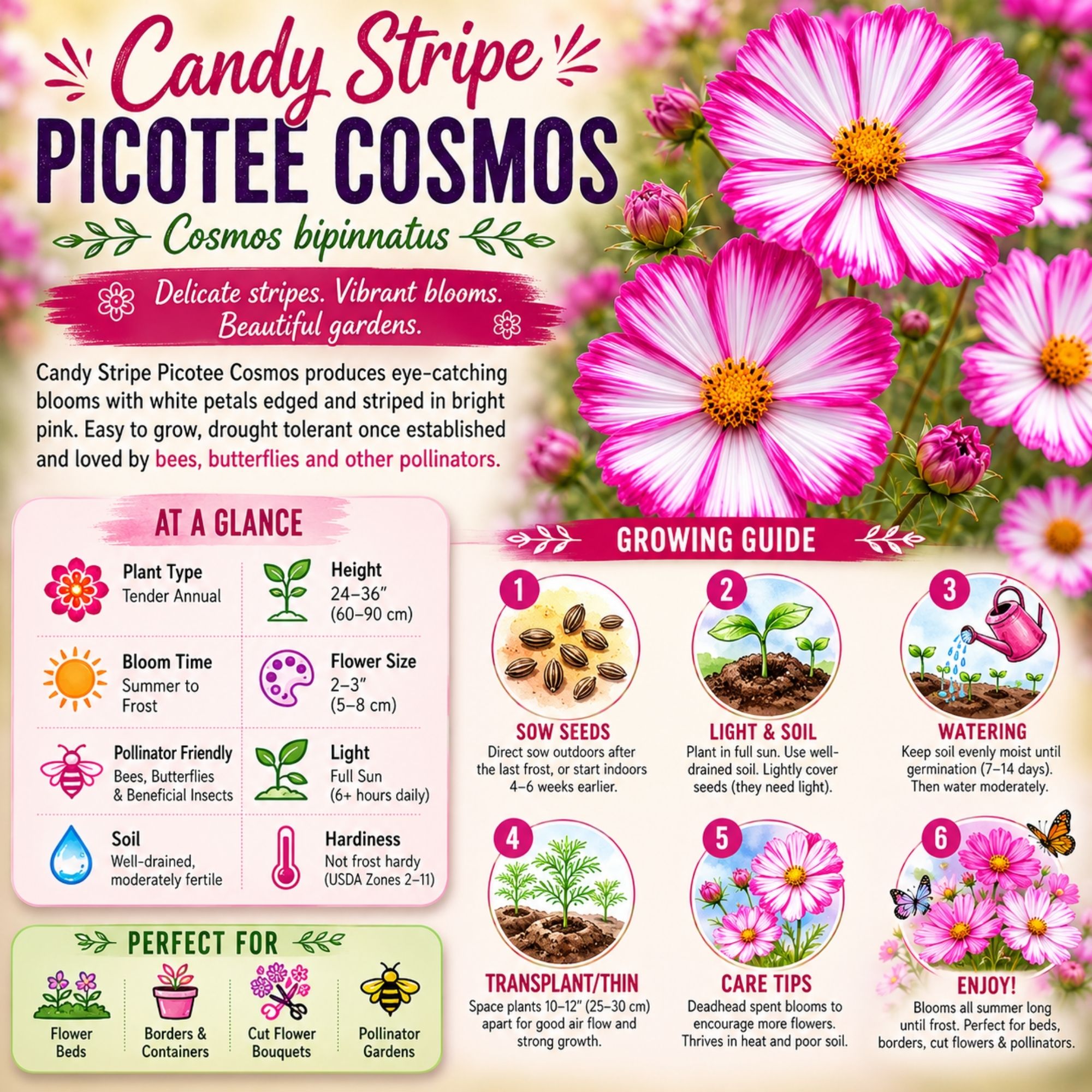 Candy Stripe Picotee Cosmos Seeds - Image 2