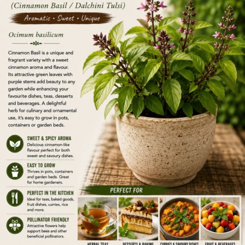 Cinnamon Basil Seeds