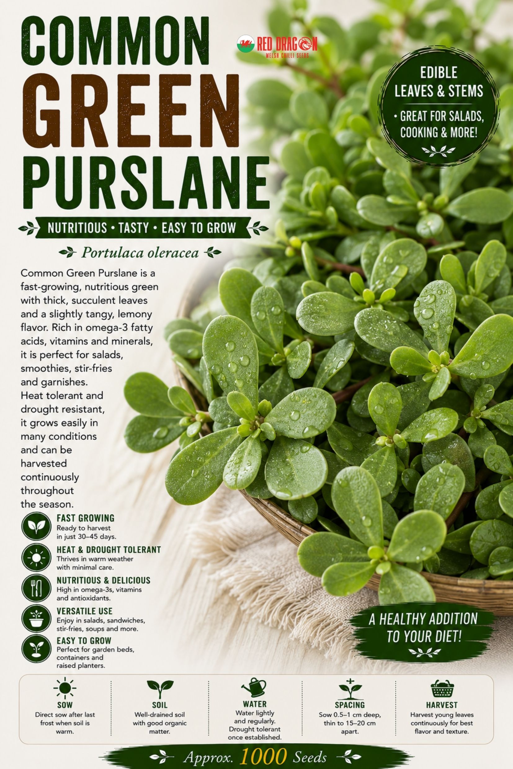 Common Green Purslane Seeds